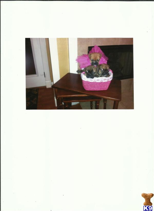 Lynn323 Picture 1